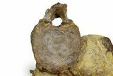 Fossil Dinosaur Caudal Vertebra & Limb Bone in Sandstone - Wyoming #371510-2